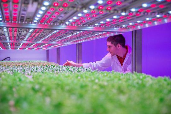 淺談我國LED農業照明應用兩大難點 淺談我國LED農業照明應用兩大難點